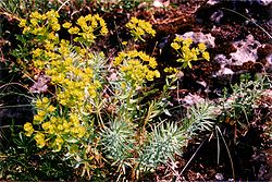  Euphorbia seguieriana