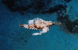 Pégase ou Dragon de mer (Eurypegasus draconis)
