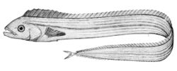 Evoxymetopon taeniatus