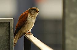  Falco cenchroides