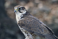  Faucon sacre (Falco cherrug)