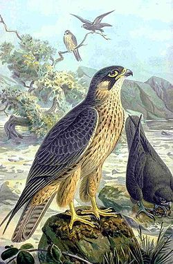  Faucon d'Éléonore (Falco eleonorae)
