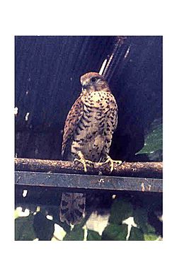  Falco punctatus