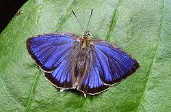  La position ailes ouvertes n'est pas habituelle,en général le papillon tient ses ailesfermées comme sur la première photographie.
