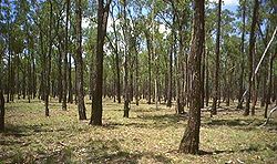  Eucalyptus fibrosa