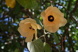Fleurs d'Hibiscus tiliaceus