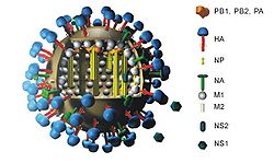  Schéma du virus de la grippe