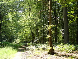 Forêt de Laigue.jpg