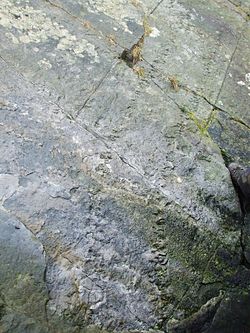 Empreintes fossiles des pattes d’arthropleura, trouvées à 4 km de Lochranza (North Ayrshire), en Grande Bretagne.