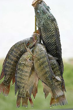 Pêche de tilapias