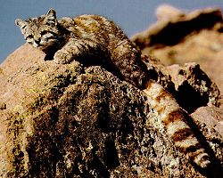  Leopardus jacobita