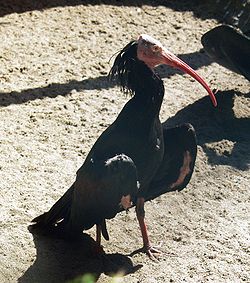  Ibis chauve (Geronticus eremita)