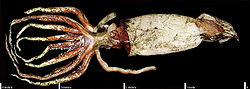  Calamar géant (Architeutis sp.)