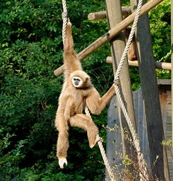 Ici un Gibbon à mains blanches