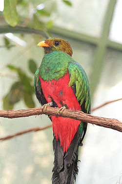  Quetzal doré (Pharomachrus auriceps)