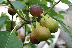 Branche et fruits du Figuier commun (Ficus carica)
