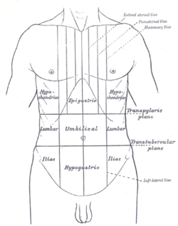 Thorax et abdomen.
