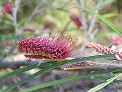  Grevillea aspleniifolia