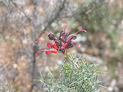  Grevillea wilsonii