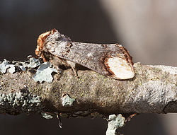  Phalera bucephala