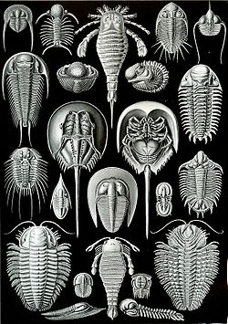  Planche du zoologiste Ernst Haeckel qui  introduisitl'opposition entre symétries bilatérale et radiairedans le règne animal
