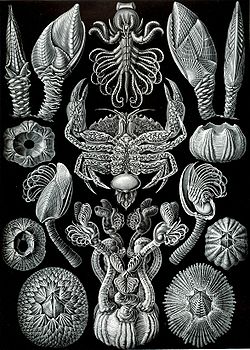 Cirripedia dans Kunstformen der Naturde Ernst Haeckel paru en 1904.Le crabe au centre est l'hôte de sacculine