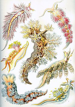 Nudibranches par Haeckel