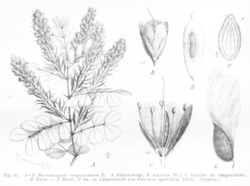  Campêche, Haematoxylum campechianum