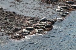  Colonie de phoques gris