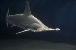  Grand requin-marteau