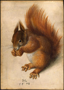 Un écureuil roux par Hans Hoffmann