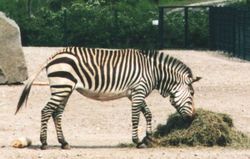  Equus zebra