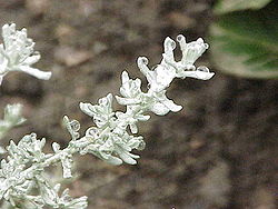  Helichrysum petiolare