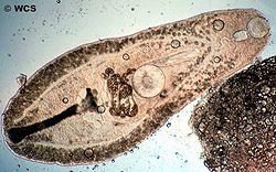  Helicometra sp., un ver trématode observéici dans l'intestin d'un poisson