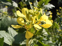 Moutarde des champs (Sinapis arvensis)ou Sénevé