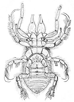  Hexisopus abnormis