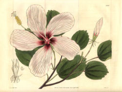  Hibiscus liliiflorus