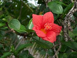 Fleur de Hibiscus boryanus (variété rouge)