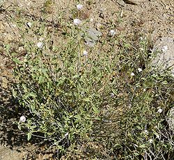 alt= Pied d'Hibiscus denudatus, Palm Canyon,  Californie, États-Unis