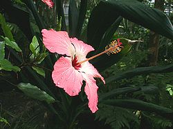 Hibiscus storckii  Conservatoire botanique national de Brest