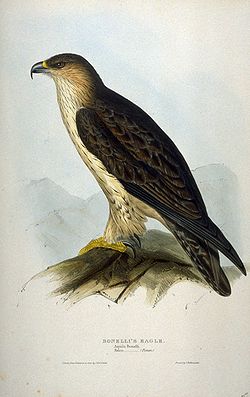  Hieraaetus fasciatus