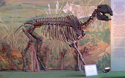  Squelette fossilisée d'un Hippidion
