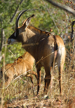  Antilope Chevaline et son petit