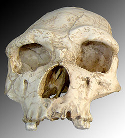  Crâne de l'homme de Tautavel (Homo erectus tautavelensis) ; fossile Arago XXI