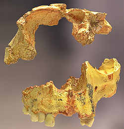  Élements de crâne (portions d'os frontal et de maxilaire) d’un même individu, de la sierra d’Atapuerca (Espagne)