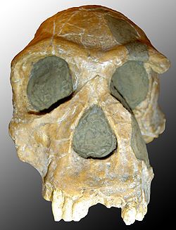  Moulage du crâne d'Homo habilis