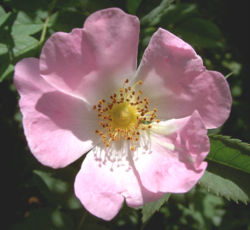  Fleur de Rosa canina