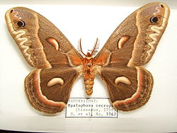  Hyalophora cecropia