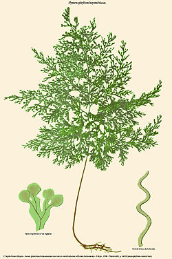  Hymenophyllum hayatai
