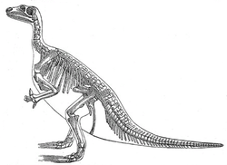  Iguanodon (reconstitution obsolète de 1890)